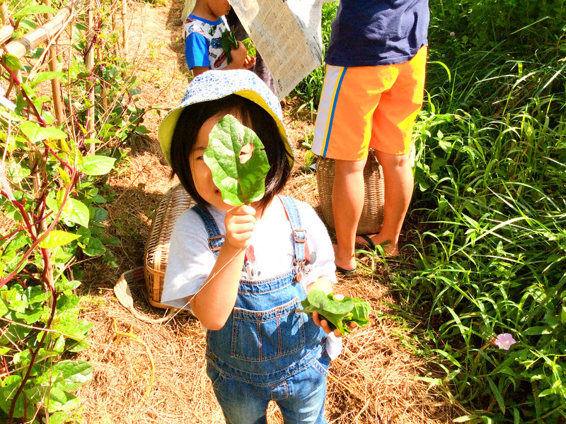 畑で野菜を収穫する子ども